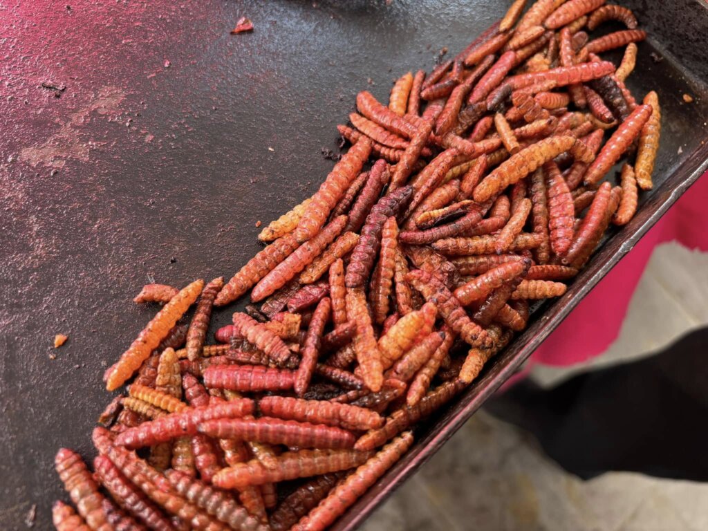 Plato tradicional con chinicuiles, insectos comestibles representativos de la gastronomía ancestral de Hidalgo, presentados en la serie documental La Ruta de los Insectos.