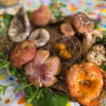 Variedad de hongos silvestres de diferentes tamaños y colores colocados sobre hojas verdes y ramas de pino.